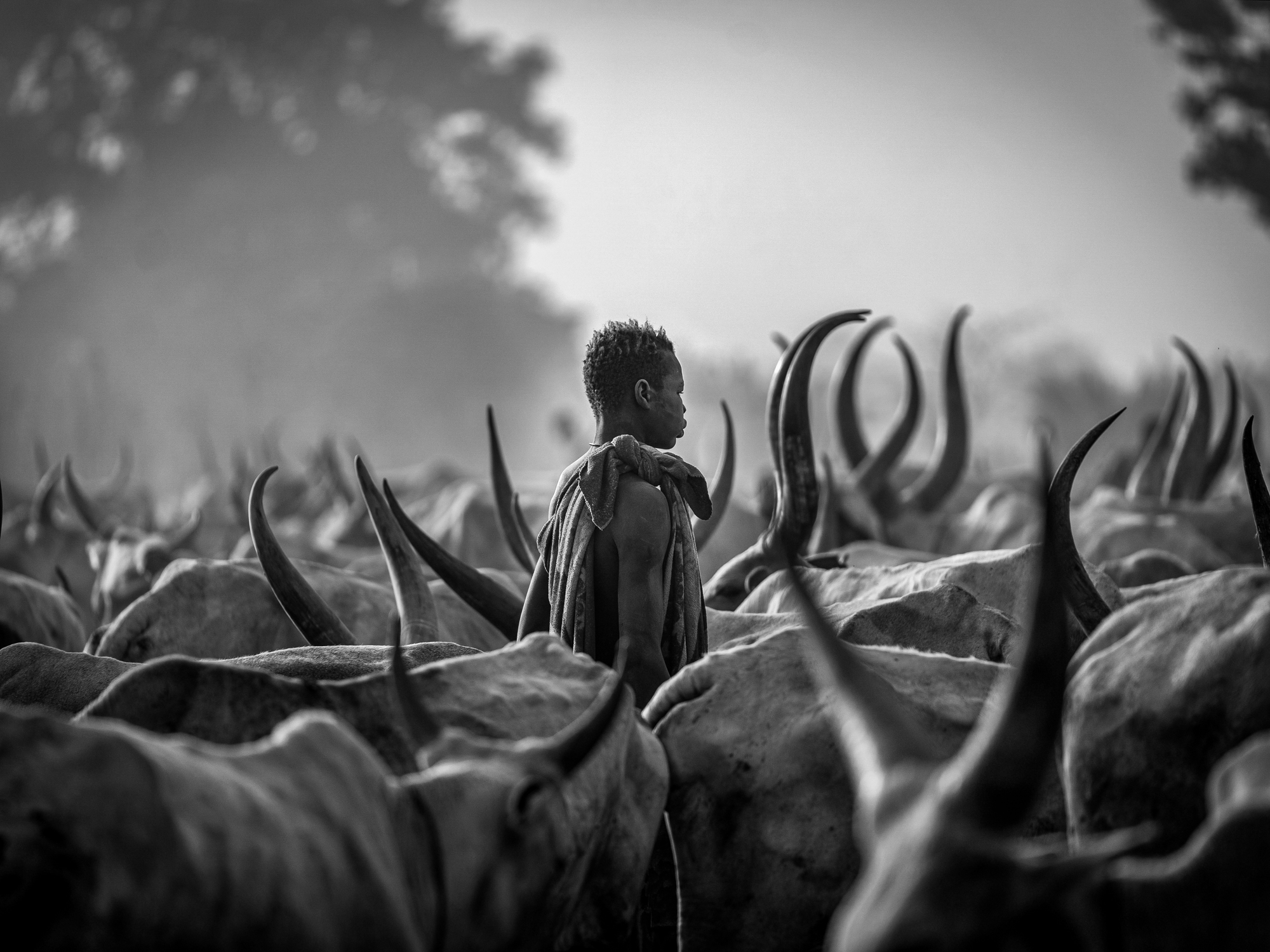 Among the cattle